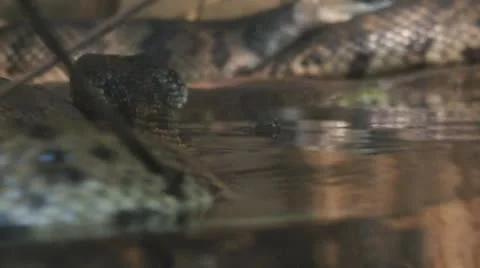 Cottonmouth Moccasin Stock Footage
