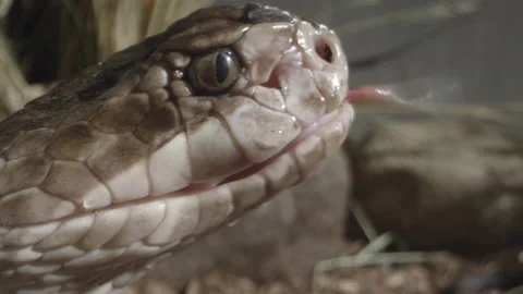 Tongue Stock Video Footage | Royalty Free Tongue Videos | Page 8