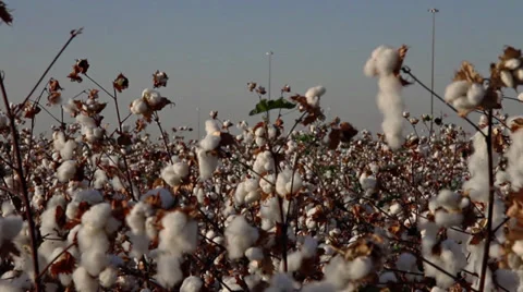 Cottons field with moving video Stock-Footage 32656694