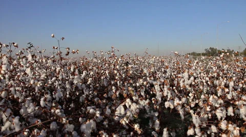 Cottons field with panoramic video Stock-Footage 34082542