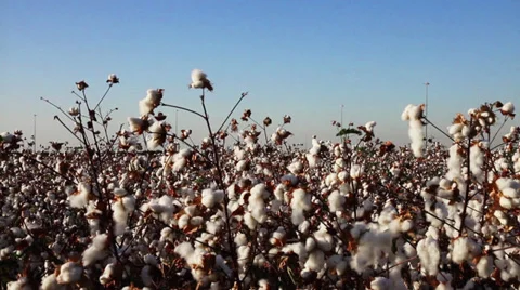 Cottons field video 스톡 동영상 31739873
