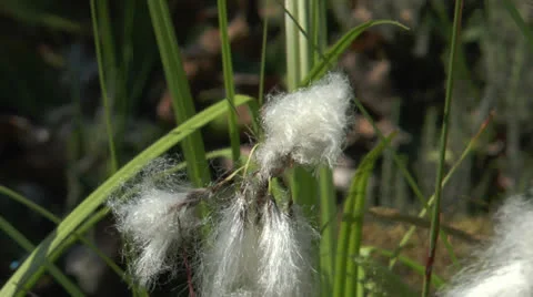 Cottonsedge closeup Stock Footage 24691915