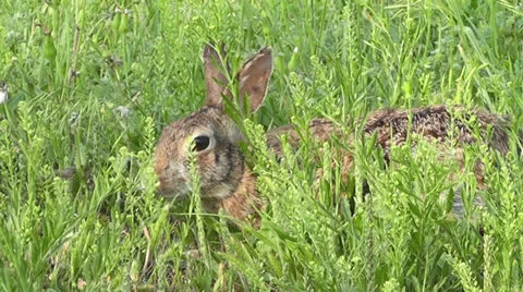 Cottontail in the Grass II Stock Footage 23744086