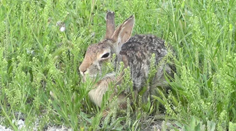 Cottontail hides in the grass Stock Footage 23743985