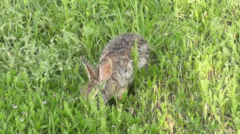 Cottontail Munches on Grass I Stock Footage 23744780