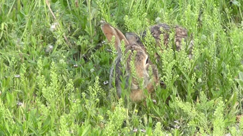 Cottontail Munches on Grass II Stock Footage 23744706