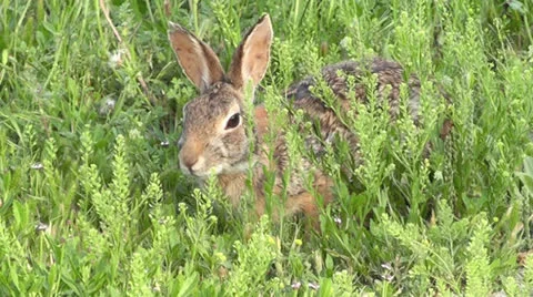 Cottontail Munches on Grass III Stock Footage 23744701