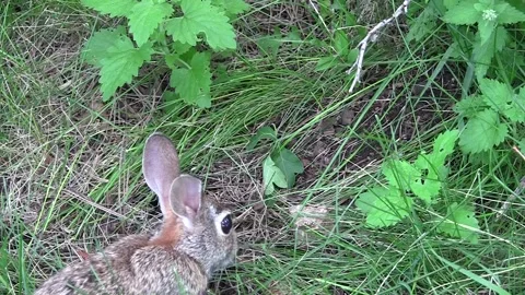 Cottontail Rabbit Adult and Young Baby Stock Video Pond5