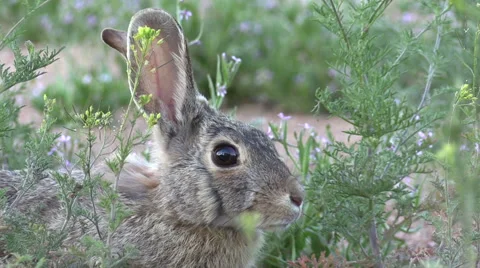 Cottontail Rabbit Close Up Stock-Footage 49659505