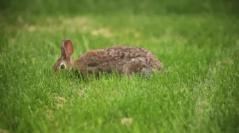 Cottontail rabbit eating cautiously Stock-Footage 51478451