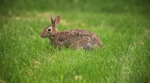 Cottontail rabbit eating Stock-Footage 51477822