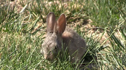 Cottontail Rabbit Eating Grass Vídeos de archivo 63614818
