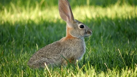 Cottontail Rabbit eating grass in northern Arizona 스톡 동영상 113561453