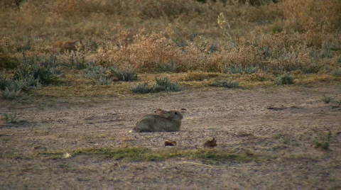 Cottontail Rabbit Stock Footage 75034
