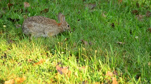 Cottontail Rabbit Stock Footage 26356343