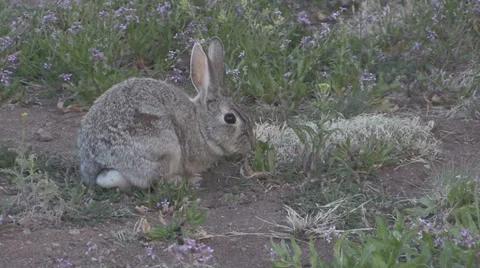 Cottontail Rabbit Vídeos de archivo 36924375