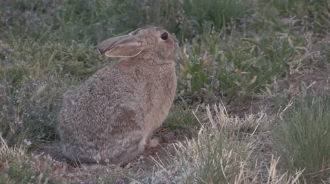 Cottontail Rabbit Vídeos de archivo 37124254