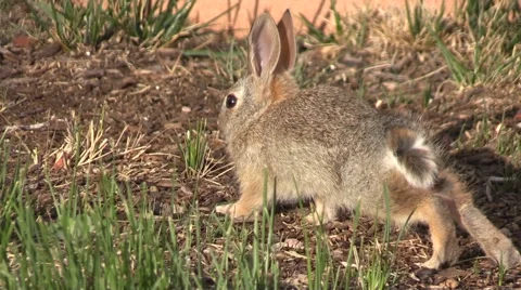 Cottontail Rabbit Vídeos de archivo 63492272