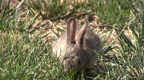 Cottontail Rabbit Vídeos de archivo 63614685