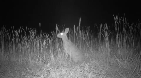 Cottontail Rabbit Stock Footage 65495382