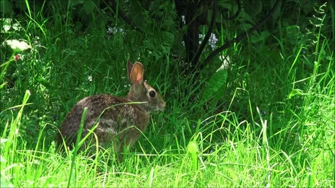 Cottontail Rabbit Stock Footage 313207491