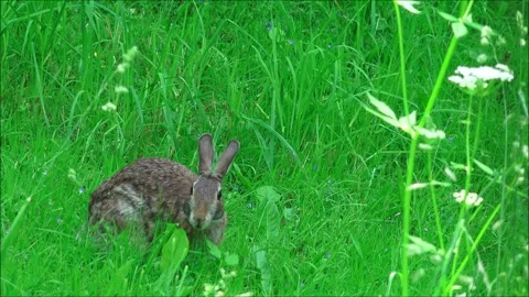 Cottontail Rabbit Stock Footage 313207615