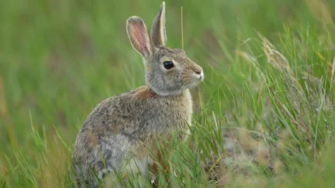 Cottontail Rabbit Stock Footage 341901697