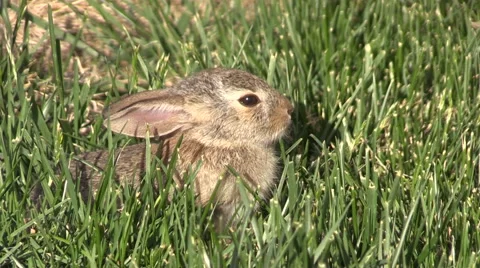 Cottontail Rabbit in Grass Stock-Footage 63492795