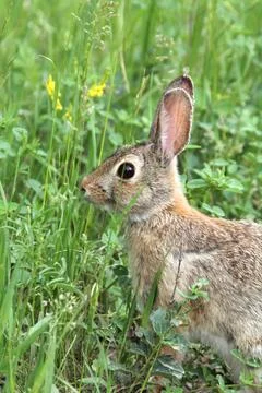 Cottontail Rabbit in Grass Stock Photos