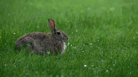 Cottontail Rabbit Justified Left Video stock 45818091
