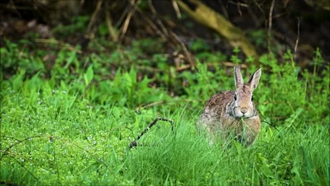 Cottontail Rabbit Looking at Camera Stock Footage 311761074