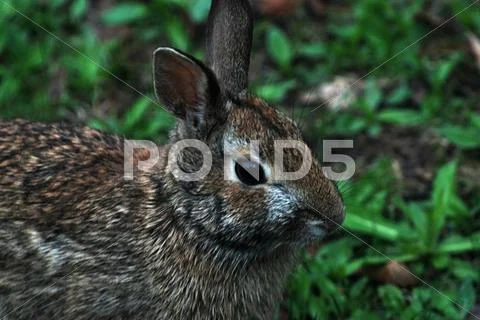 Cottontail rabbit Stock Photos