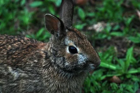 Cottontail rabbit Stock Photos