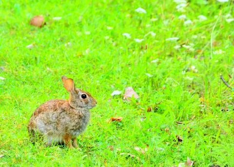 Cottontail rabbit Stock Photos