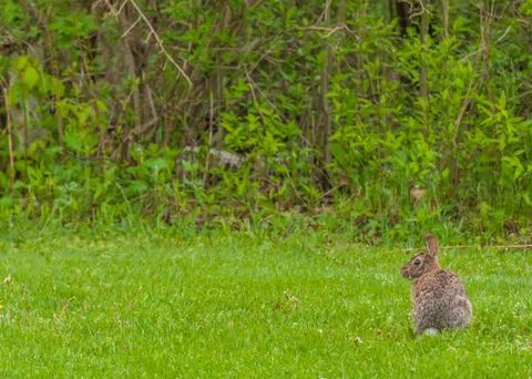 Cottontail rabbit Stock Photos