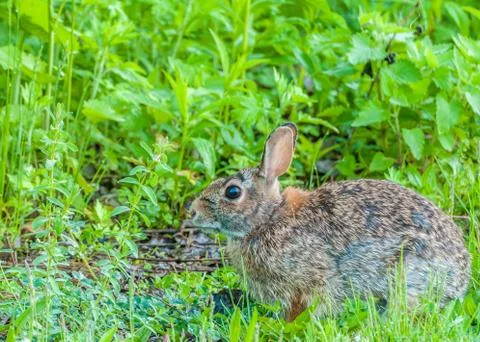Cottontail rabbit Stock Photos