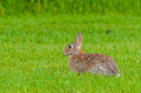 Cottontail rabbit Stock Photos