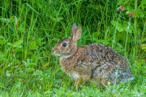 Cottontail rabbit Stock Photos