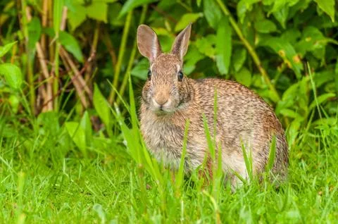 Cottontail rabbit Stock Photos