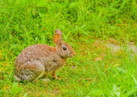 Cottontail rabbit Stock Photos