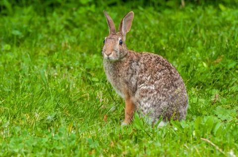 Cottontail Rabbit Stock Photos