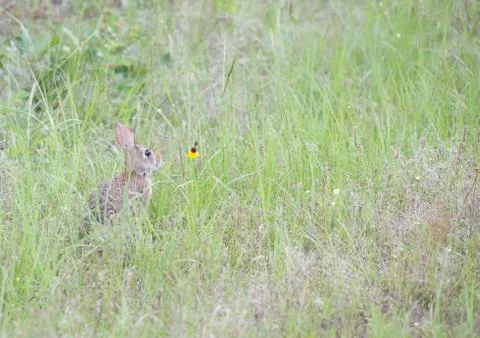 Cottontail Rabbit Stock Photos