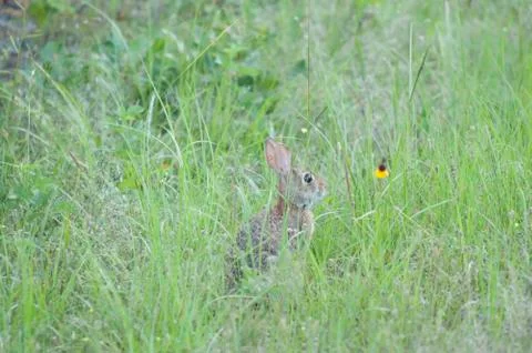 Cottontail Rabbit Stock Photos