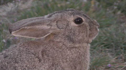 Cottontail Rabbit Portrait Stock-Footage 37124143