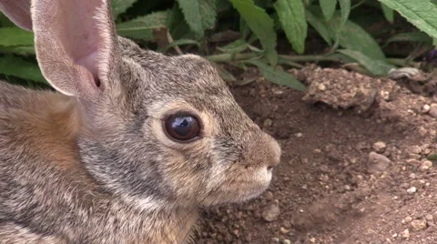Cottontail Rabbit Portrait Vídeos de archivo 52182153
