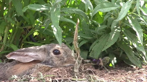 Cottontail Rabbit Portrait Vídeos de archivo 52182204