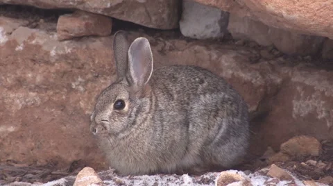 Cottontail Rabbit Resting Stock-Footage 47703234