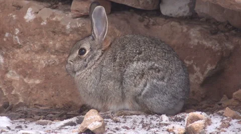 Cottontail Rabbit Resting Vídeos de archivo 47703381