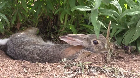 Cottontail Rabbit Resting Vídeos de archivo 52182132