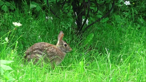 Cottontail Rabbit Runs Away Stock Footage 313207454